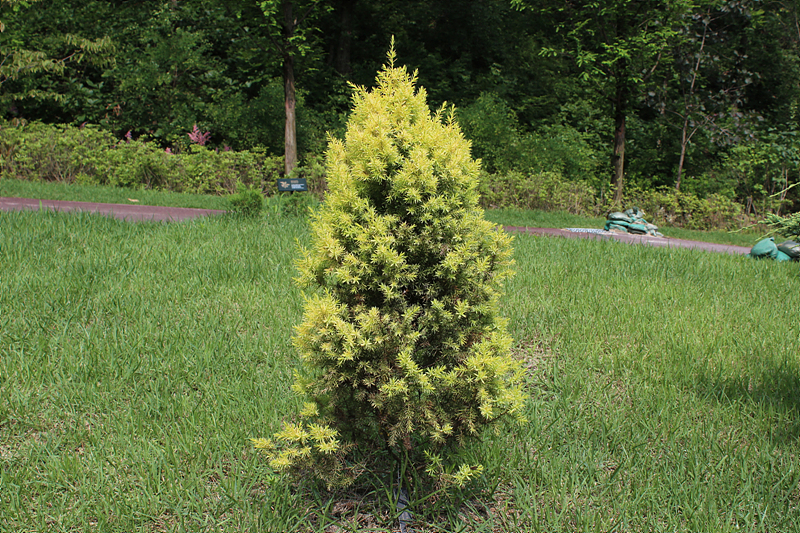 Juniperus chinensis `Aurea`