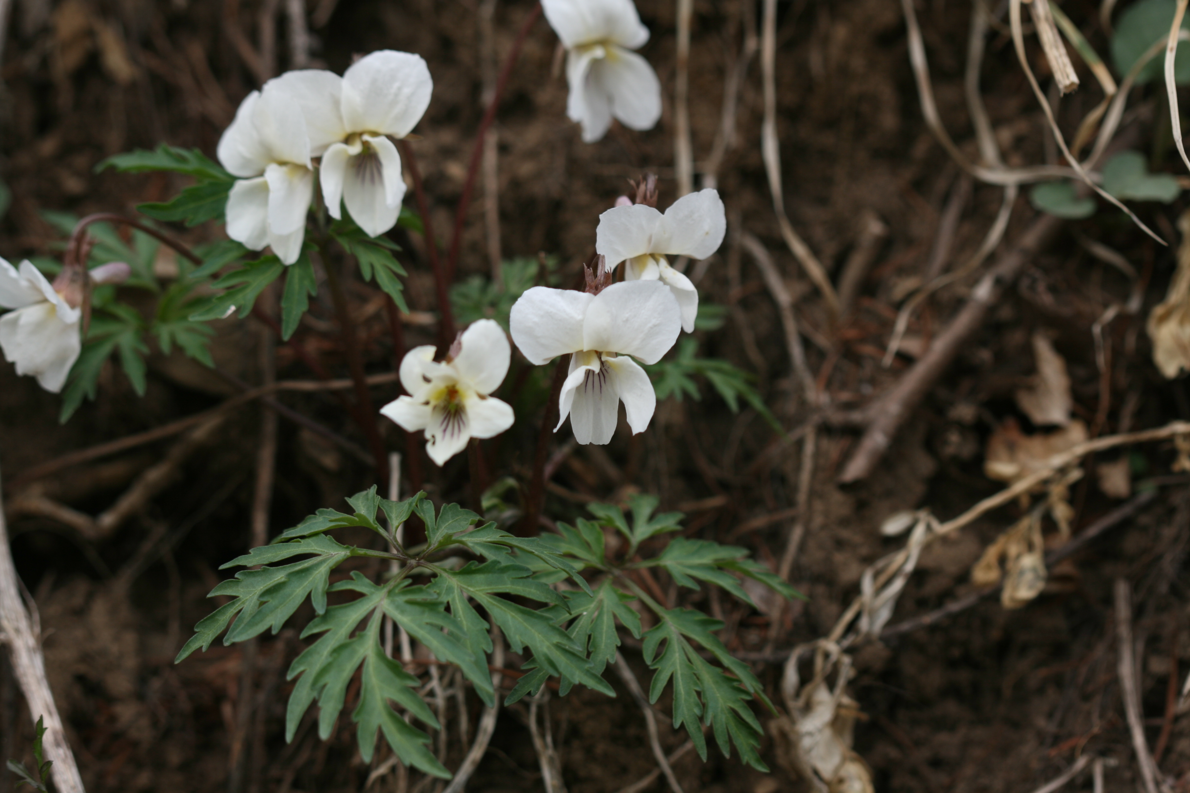 Viola albida var. chaerophylloides