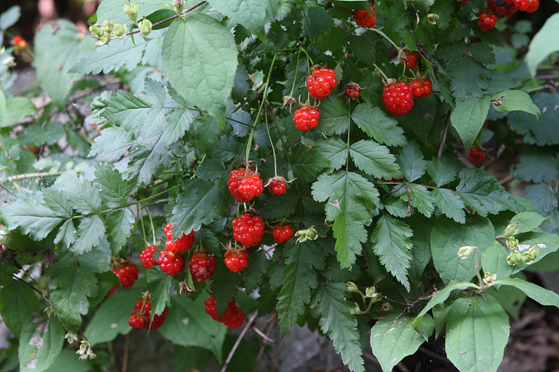 Rubus oldhamii