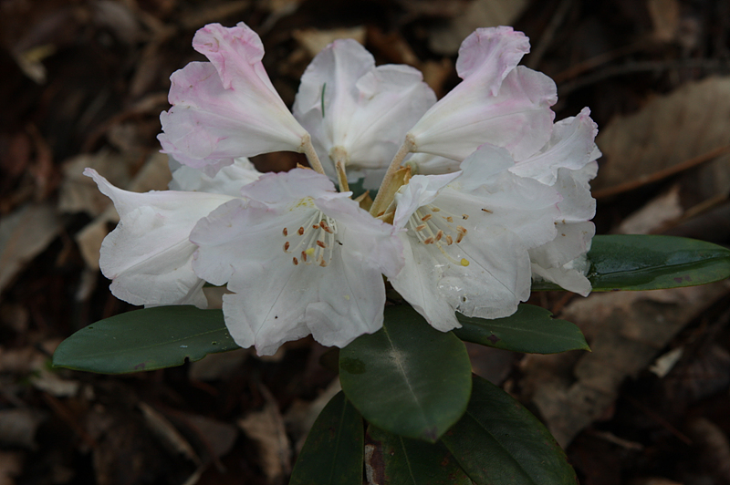Rhododendron yakushimanum `Vanzile`