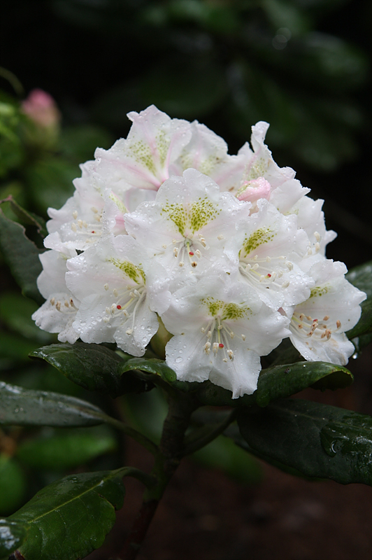 Rhododendron brachycarpum var. rosea