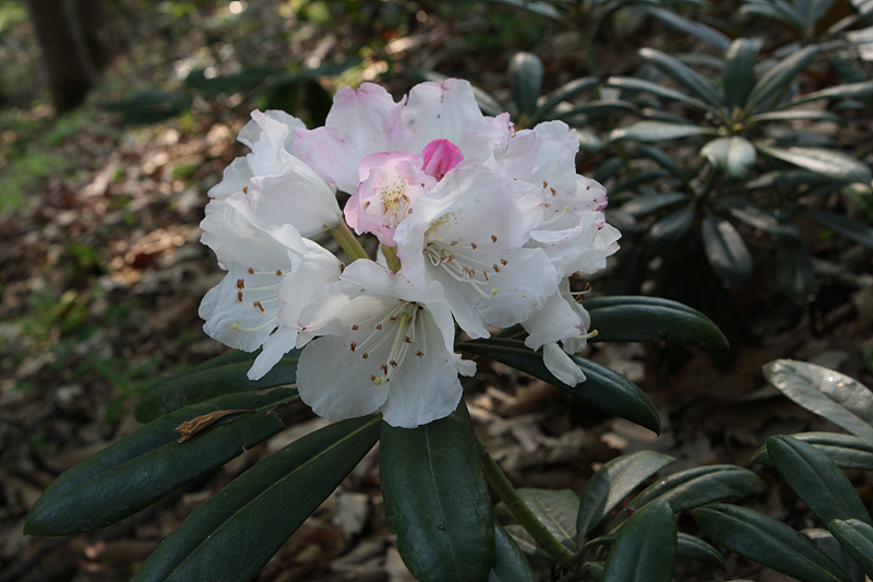 Rhododendron yakushimanum `Angel`