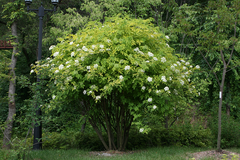 Sambucus nigra subsp. canadensis `Aurea`
